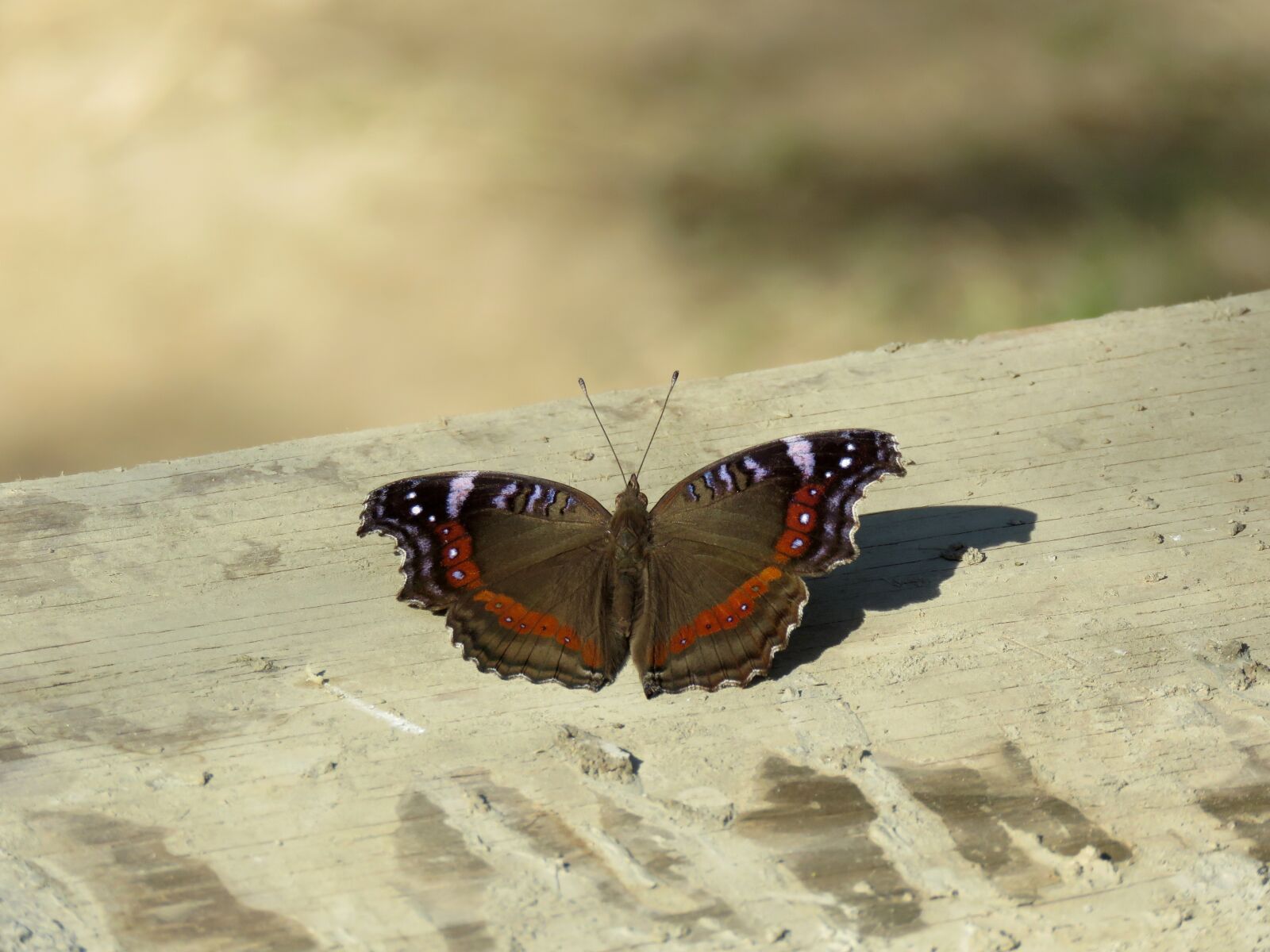 Canon PowerShot SX60 HS sample photo. Butterfly, insect, nature photography