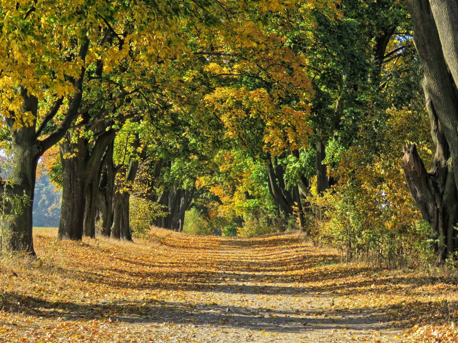 Canon PowerShot SX60 HS sample photo. Autumn, tree, colors photography