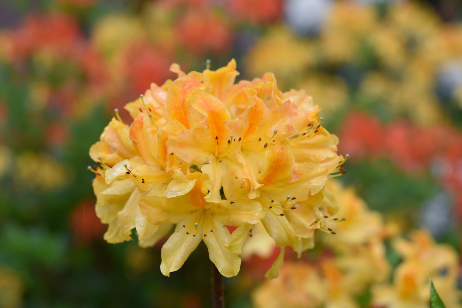 Nikon D5600 sample photo. Flower, flower orange-yellow, spring photography