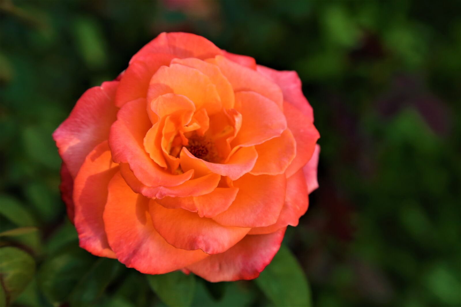 Canon EOS 6D + Canon EF 24-105mm F4L IS USM sample photo. Peony, orange peony, flower photography