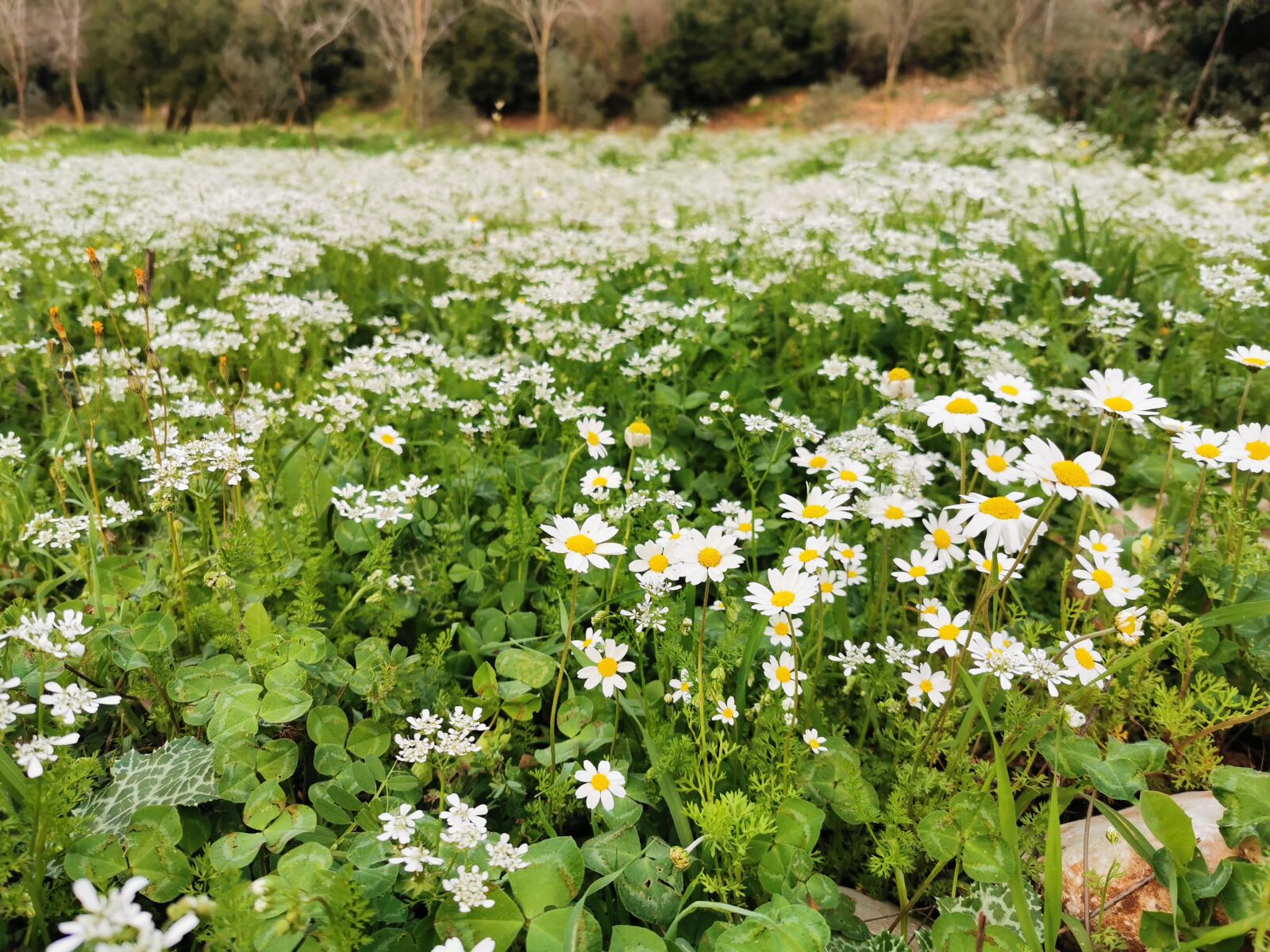 HUAWEI P30 Pro sample photo. Nature, landscape, flower photography