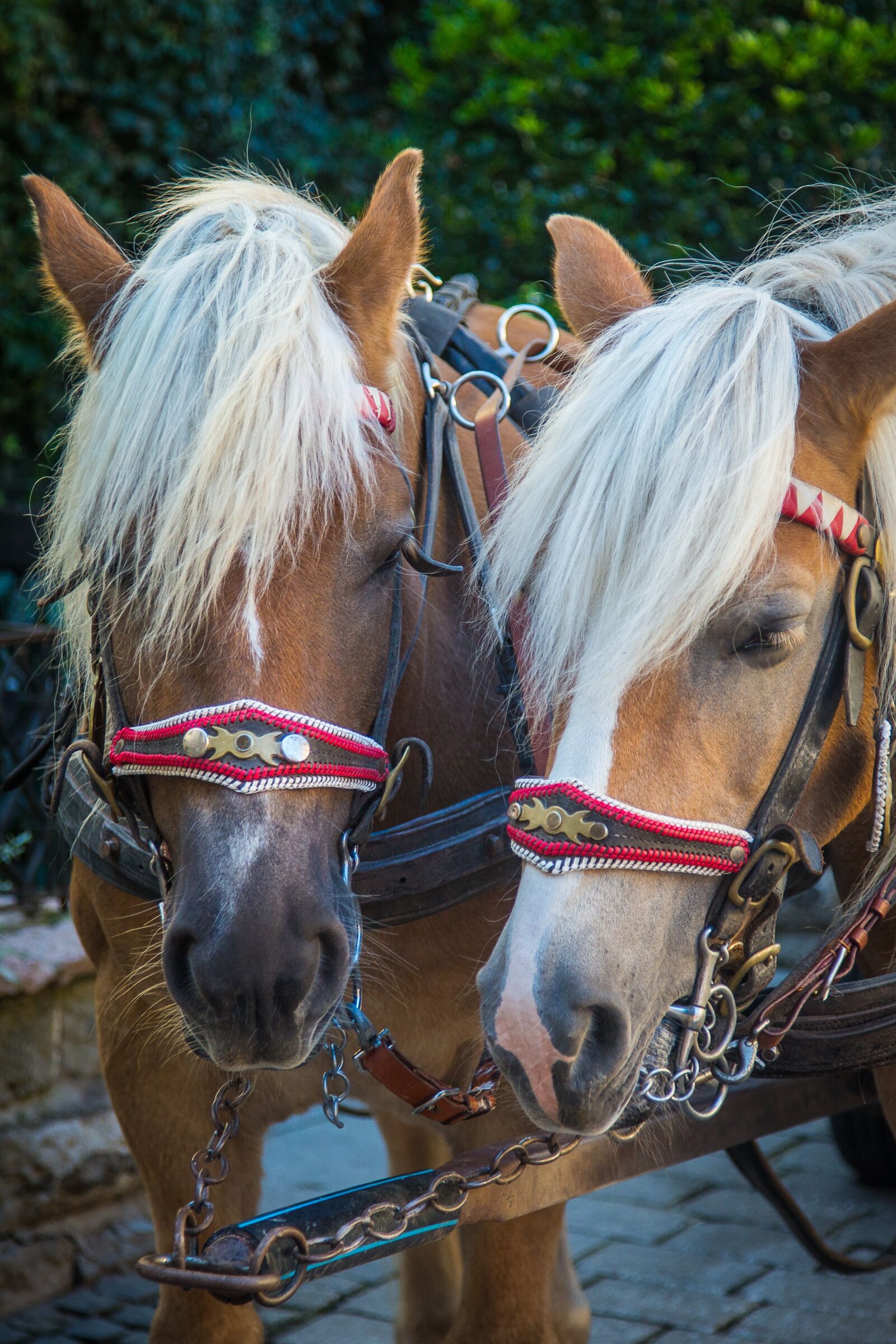 Canon EF 24-105mm F4L IS USM sample photo. Horse, monteaura, horses photography
