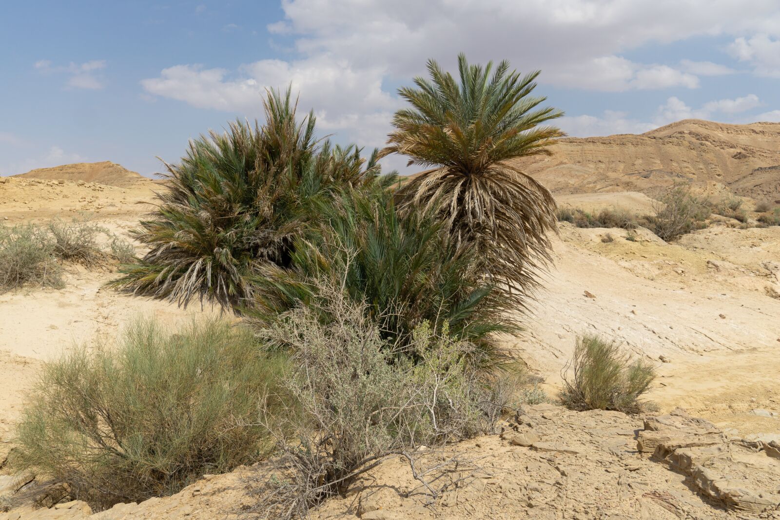 Sony a6000 sample photo. Tree, desert, landscape photography