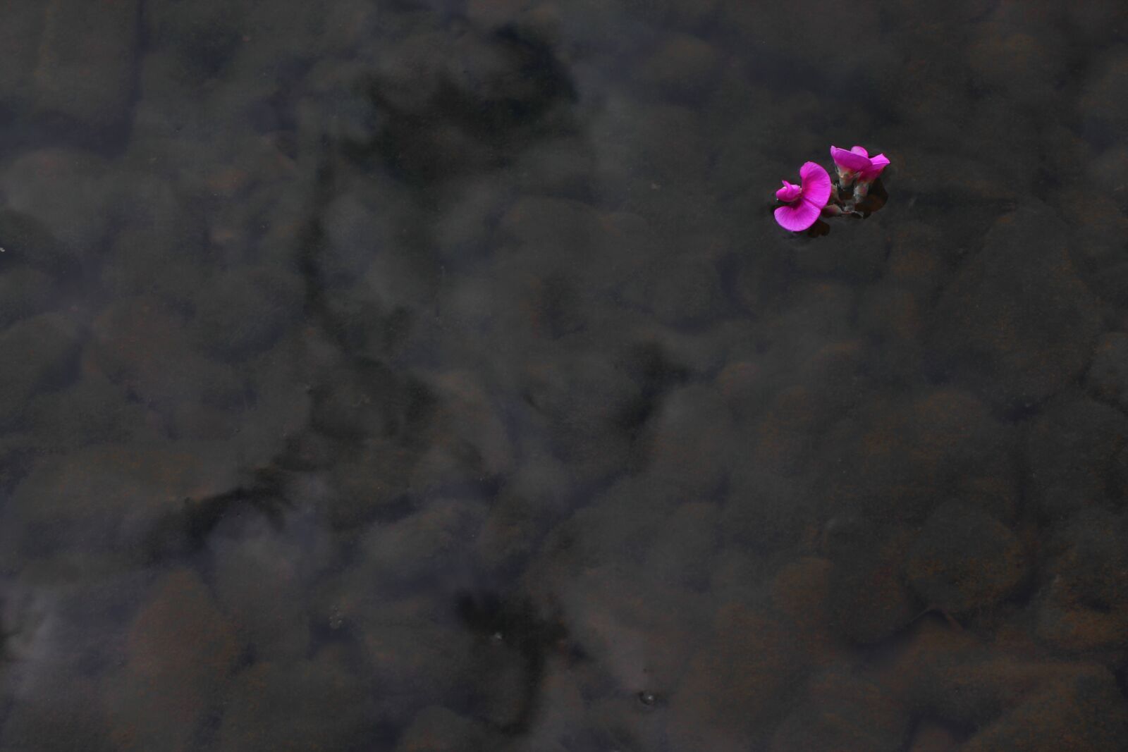 Canon EOS 1100D (EOS Rebel T3 / EOS Kiss X50) sample photo. Rose, river, wild rose photography
