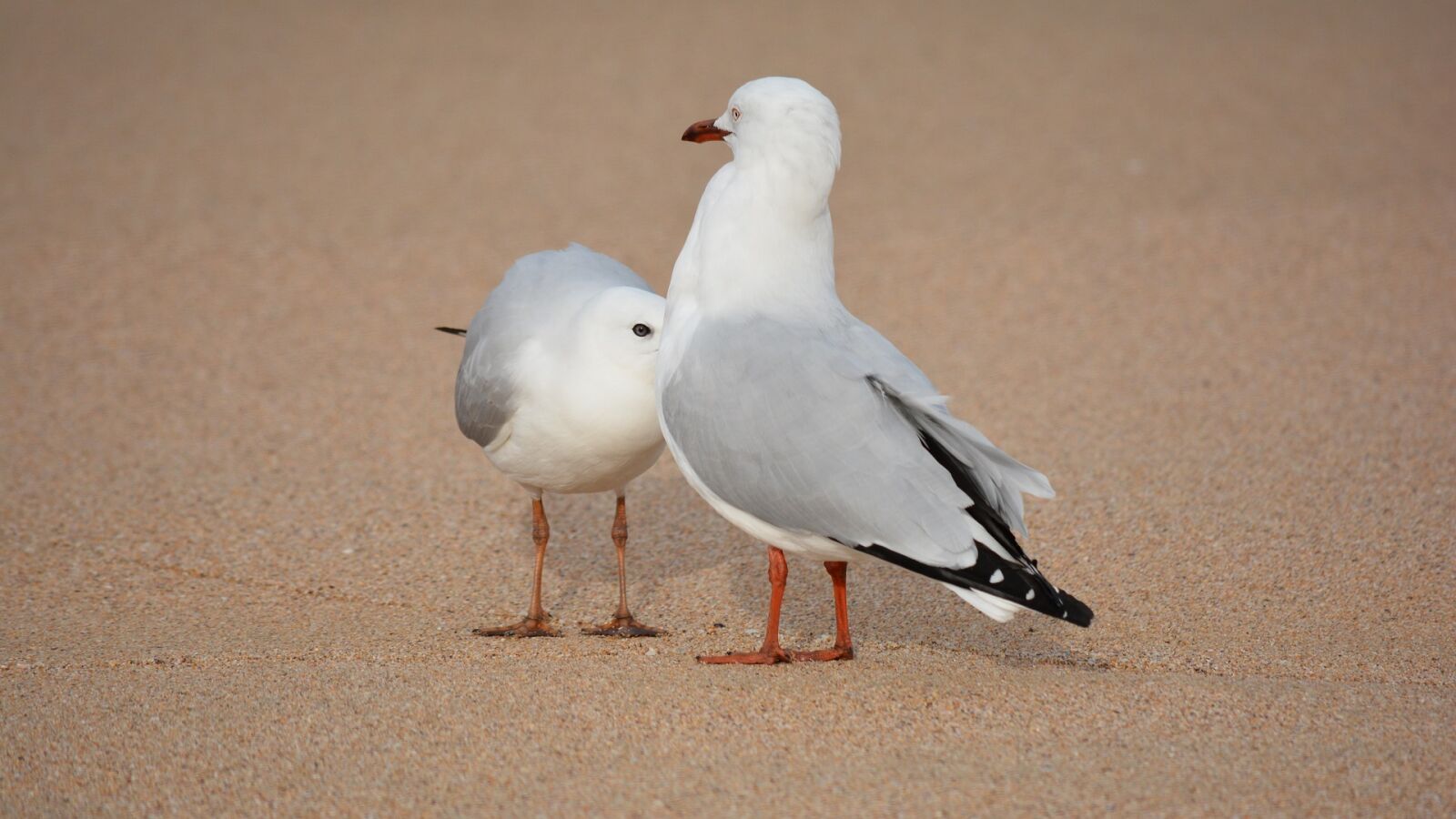 Nikon D7100 sample photo. Seagull, bird, gull photography