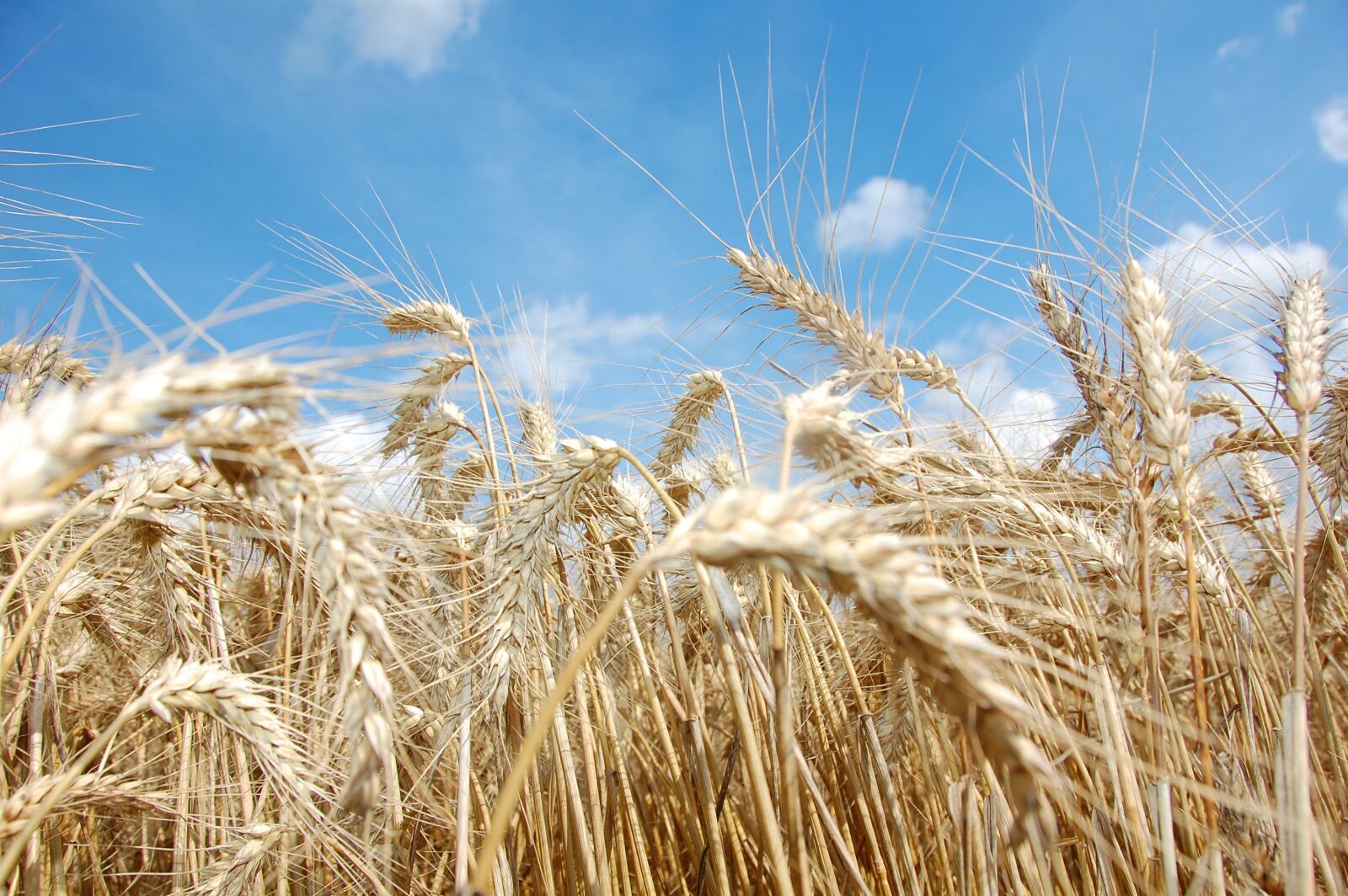Nikon D40 sample photo. Wheat, agriculture, grain wheat photography