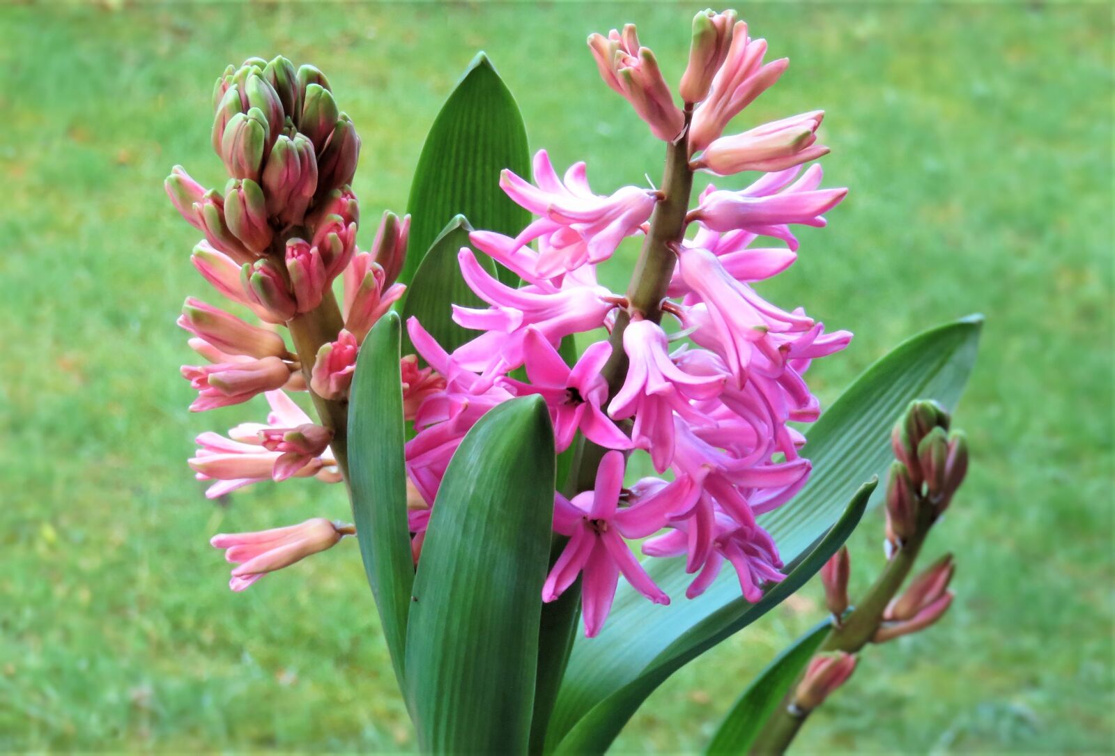 Canon PowerShot SX710 HS sample photo. Flower, hyacinth, spring photography