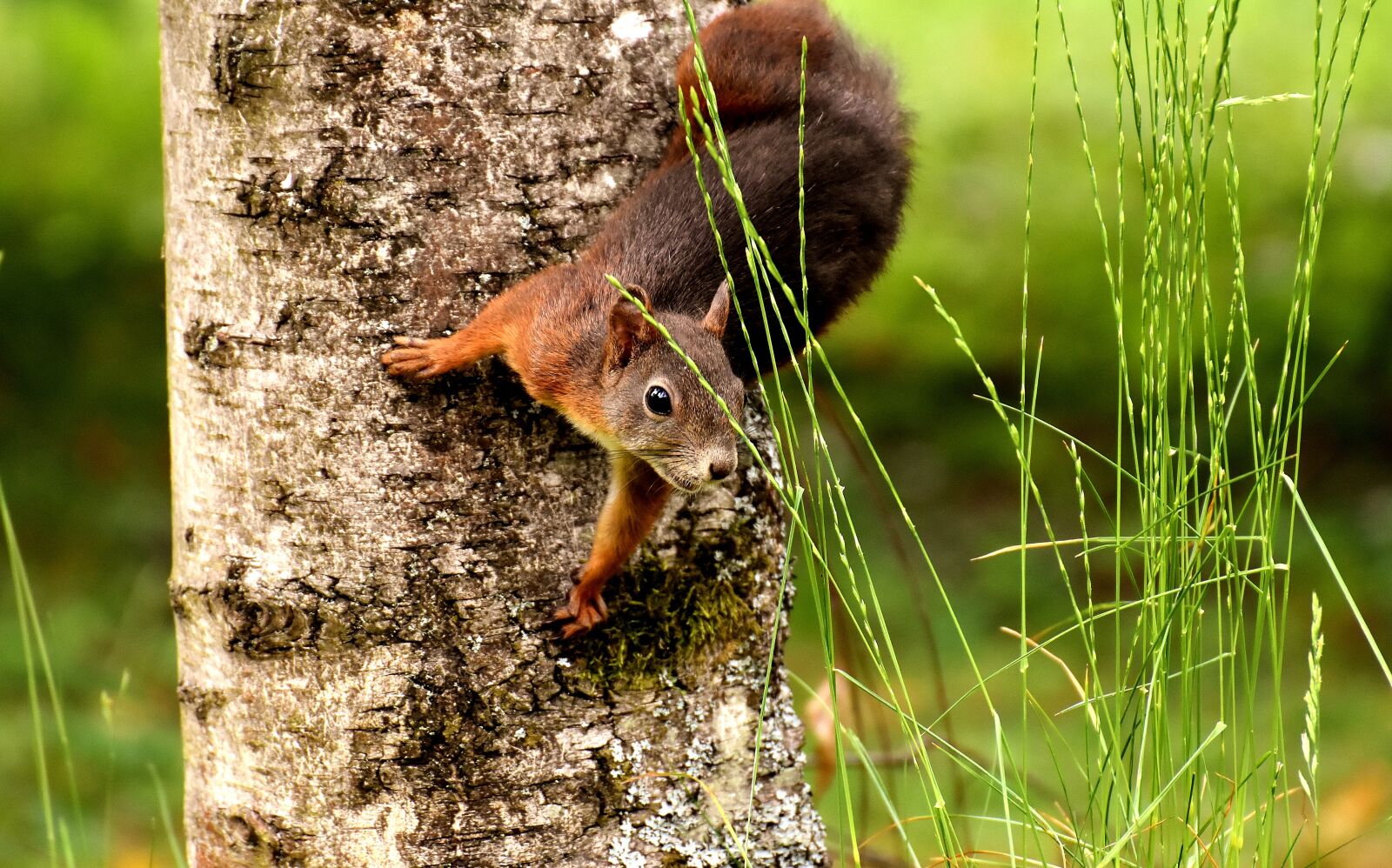 Nikon D7200 sample photo. Squirrel, nager, cute photography