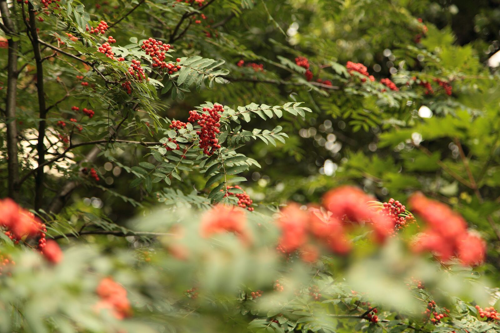 Canon EOS 5D Mark II sample photo. Bunches of rowan, rowan photography