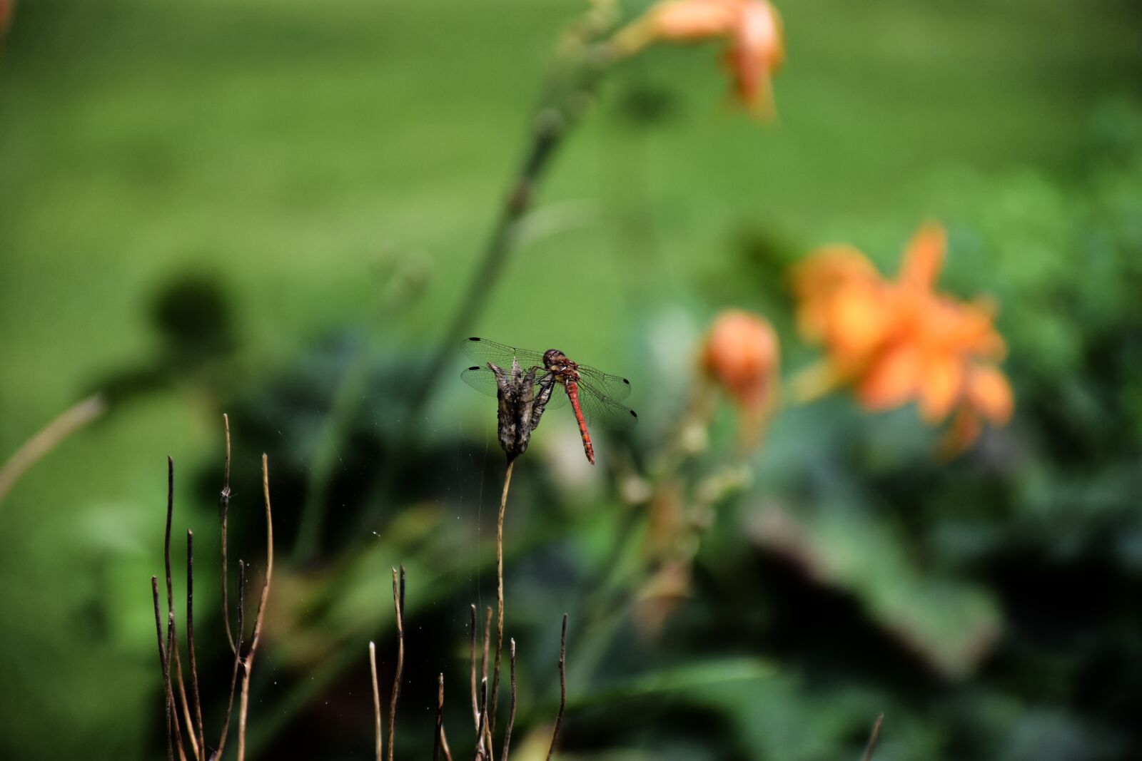 Nikon D7200 sample photo. Dragonfly, anisoptera, insect photography