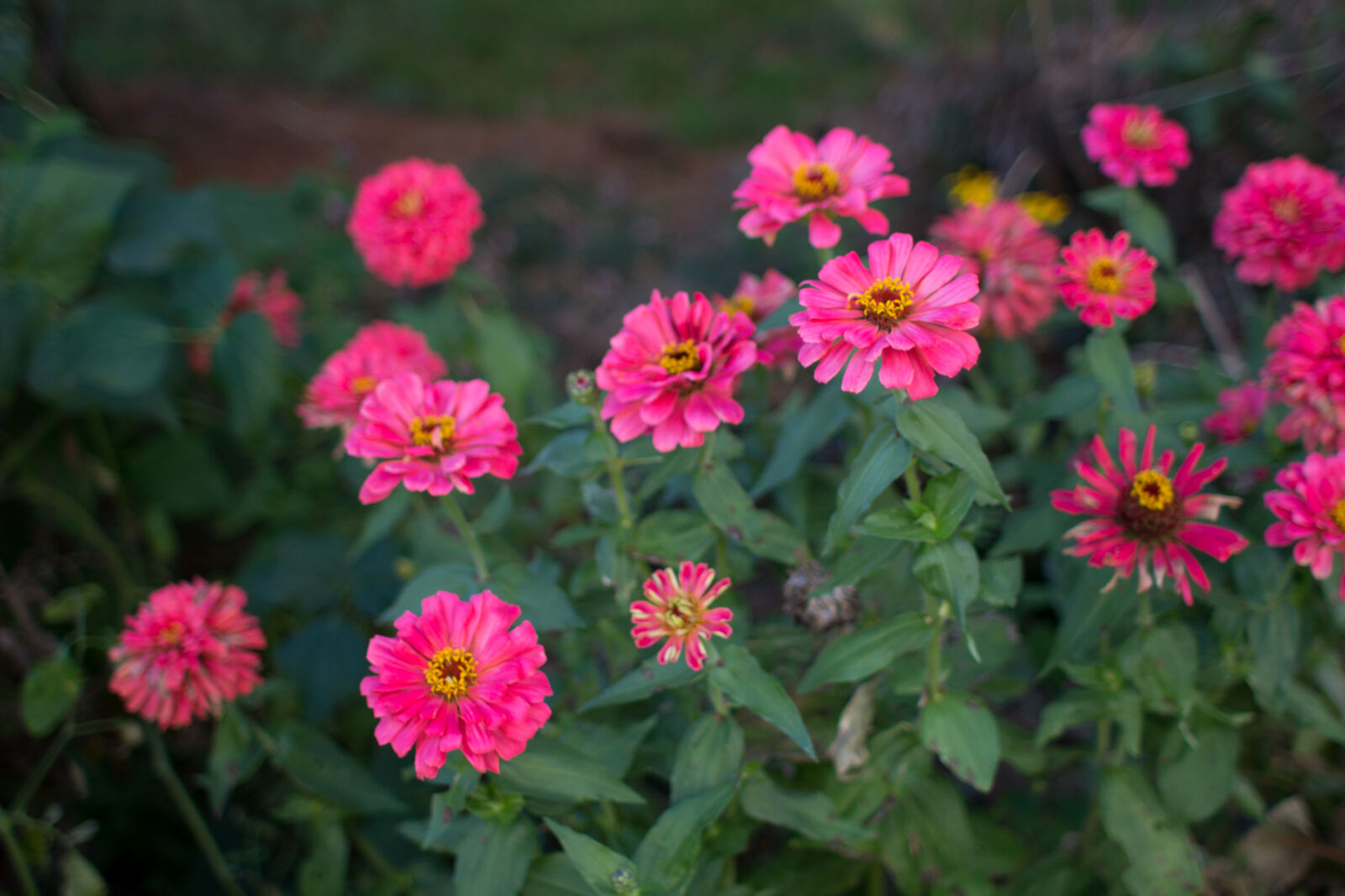 Canon EF 28mm F1.8 USM sample photo. Flowers, garden, green, pink photography