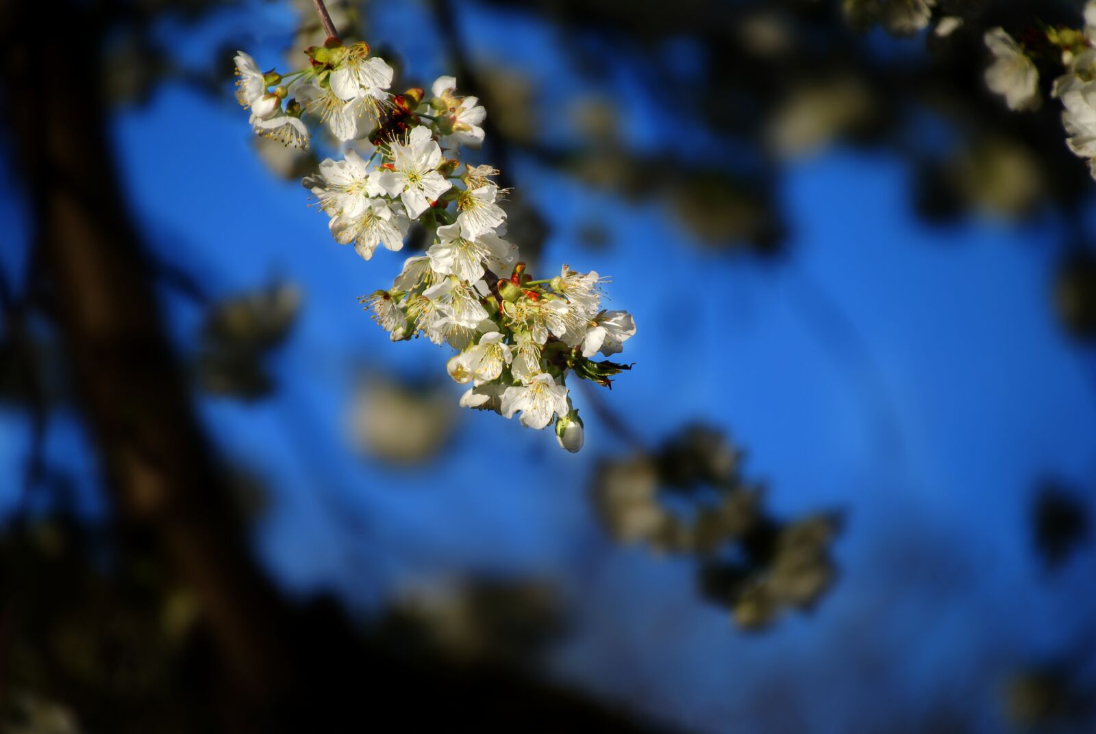 Nikon D80 sample photo. Cherry, cherry blossom, spring photography