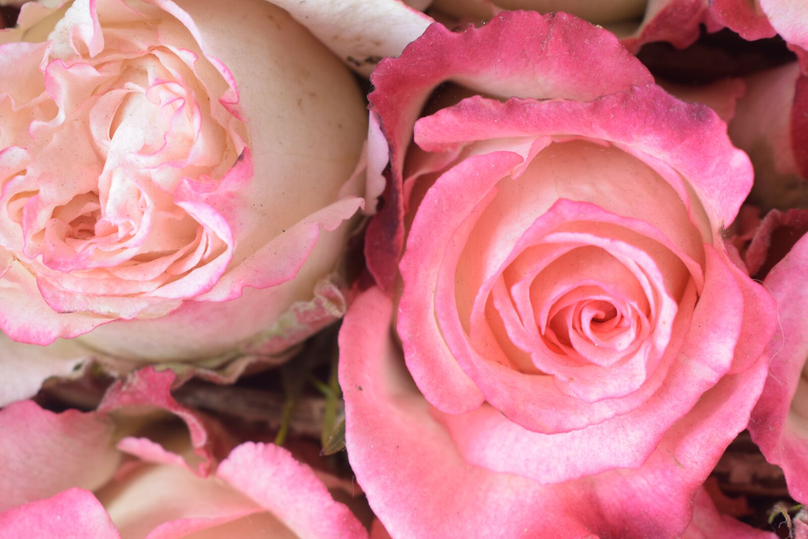 Nikon D3300 sample photo. Rosa, flower, petal photography