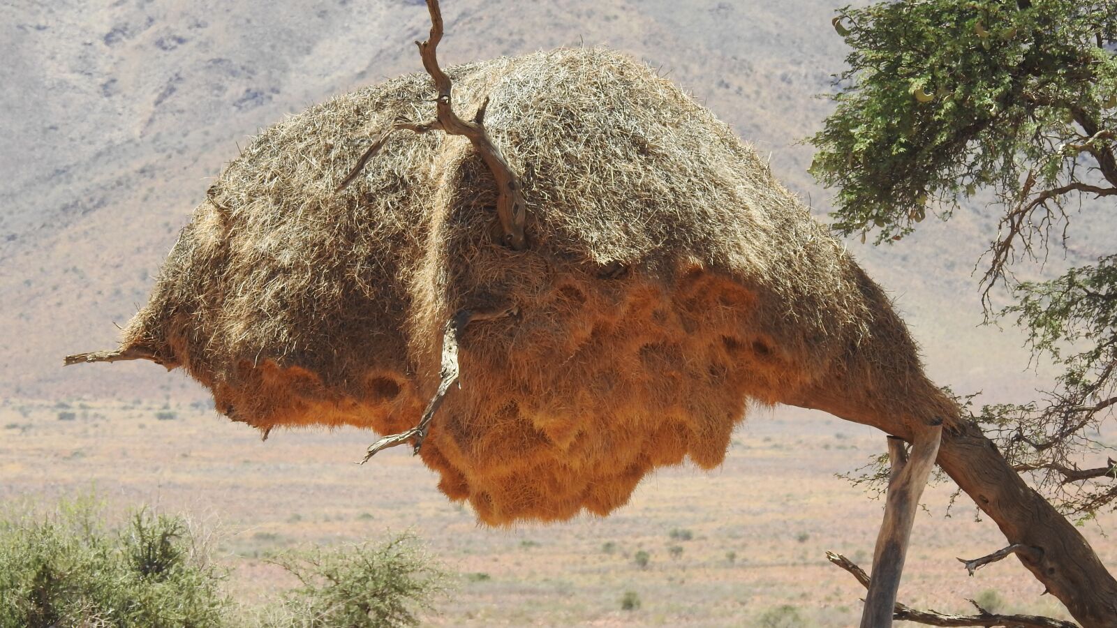Nikon Coolpix P900 sample photo. Webervogel, africa, wilderness photography