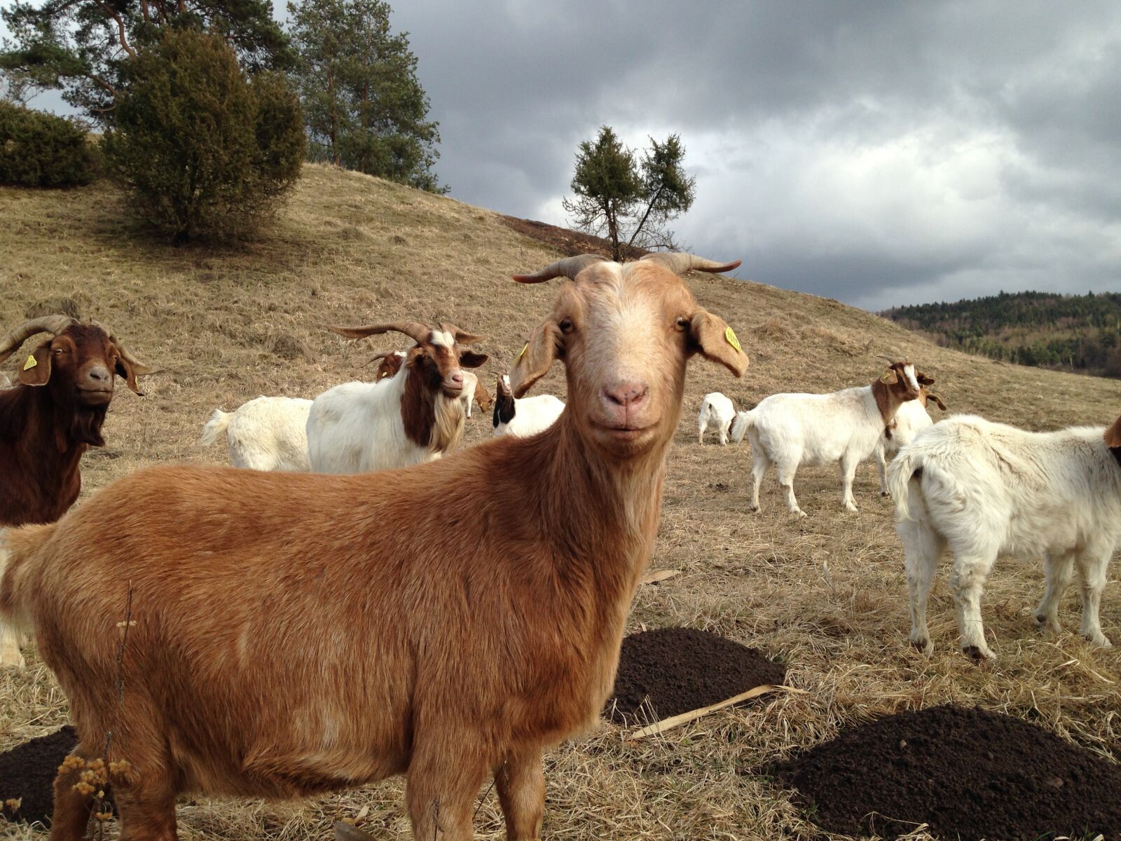 iPhone 5c back camera 4.12mm f/2.4 sample photo. Goat, goats, flock photography