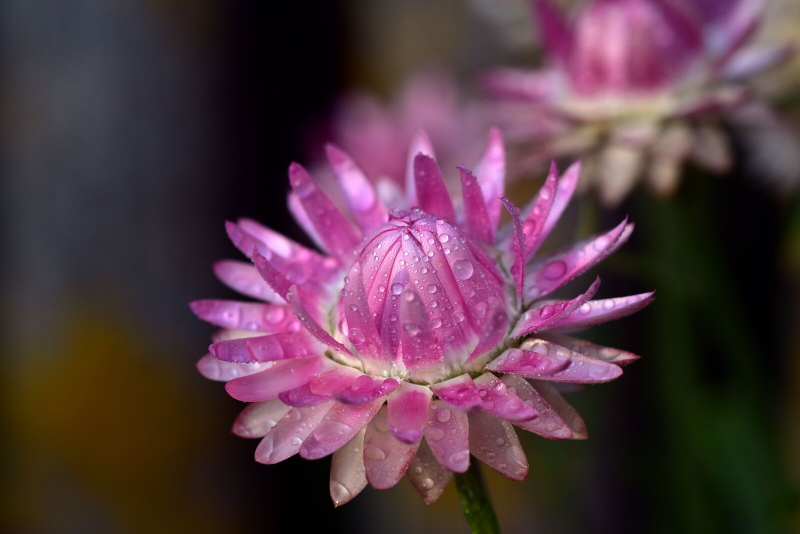 Nikon D750 sample photo. Italicum, summer, blossom photography