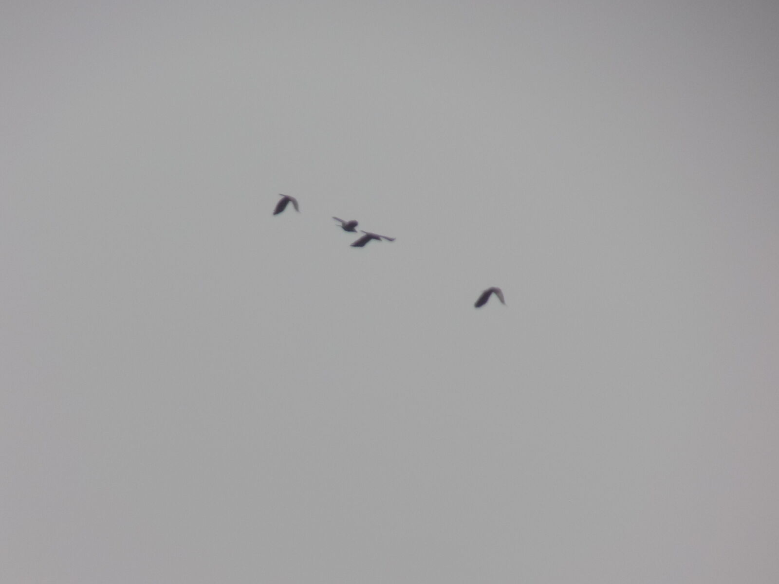 Nikon COOLPIX L330 sample photo. Bird, bird, s, eye photography