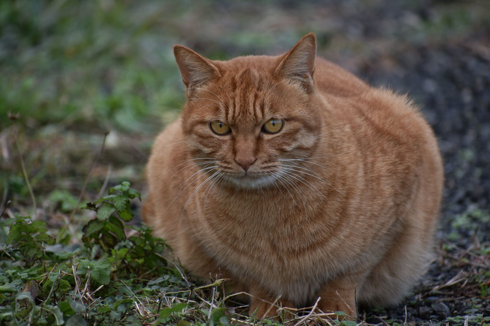 Nikon D7200 sample photo. Animal, walk, promenade photography