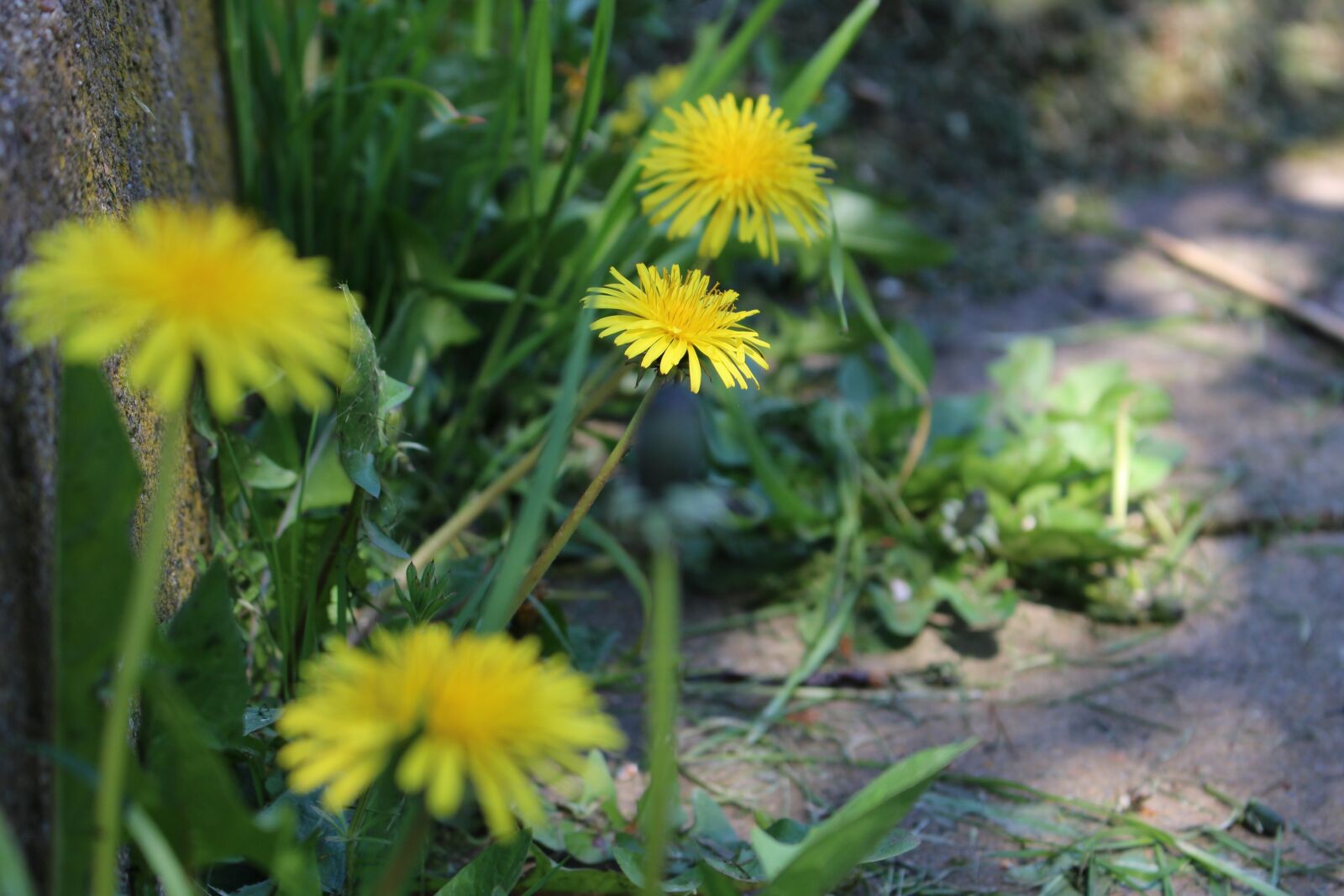 Canon EOS 100D (EOS Rebel SL1 / EOS Kiss X7) sample photo. Dandelion, plant, pointed flower photography