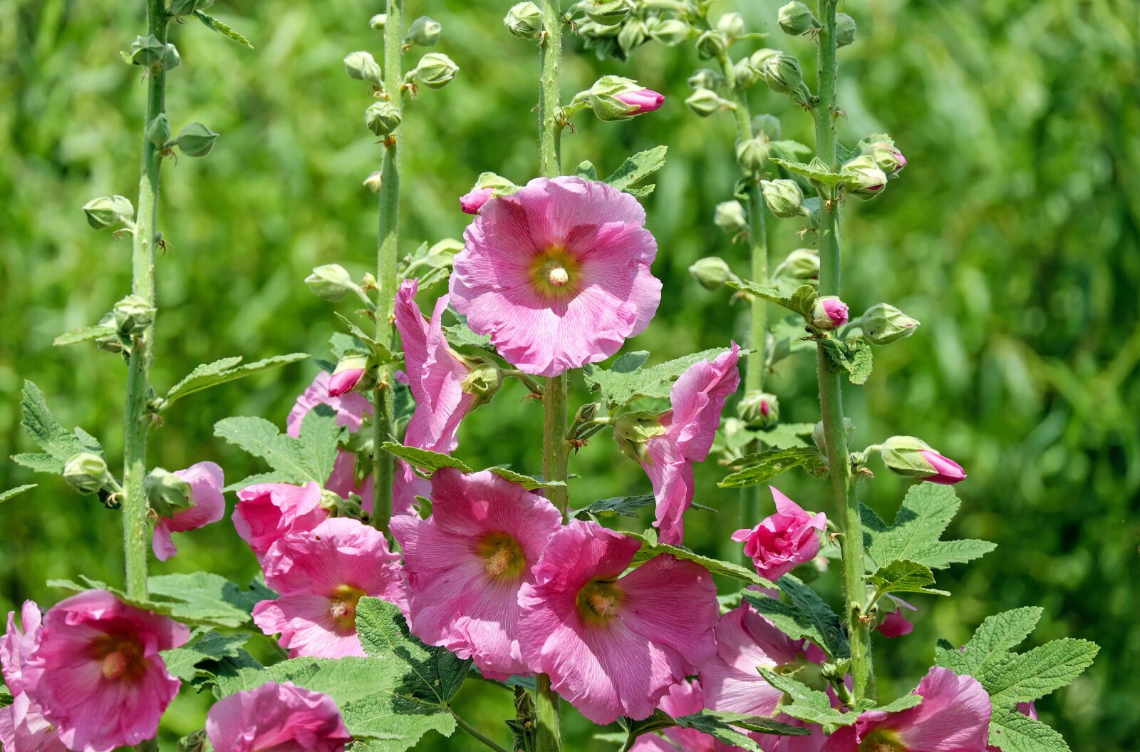 Fujifilm X-T10 + Fujifilm XC 50-230mm F4.5-6.7 OIS sample photo. Stock rose, mallow, flower photography