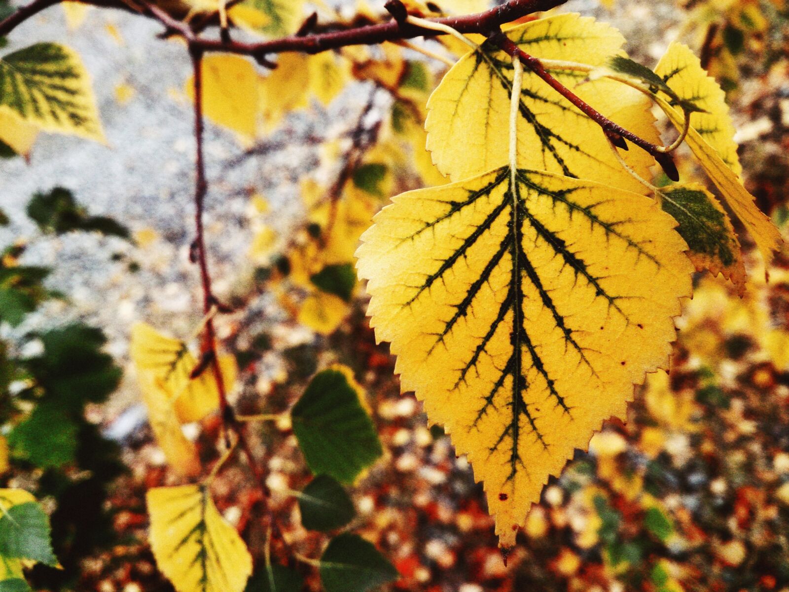 Sony Xperia Z sample photo. Leaves, fall colors, yellowed photography