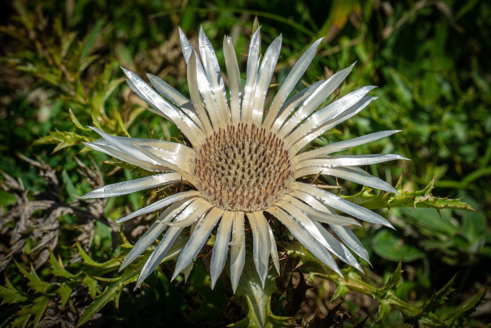 Sony a6000 sample photo. Flower, blossom, bloom photography