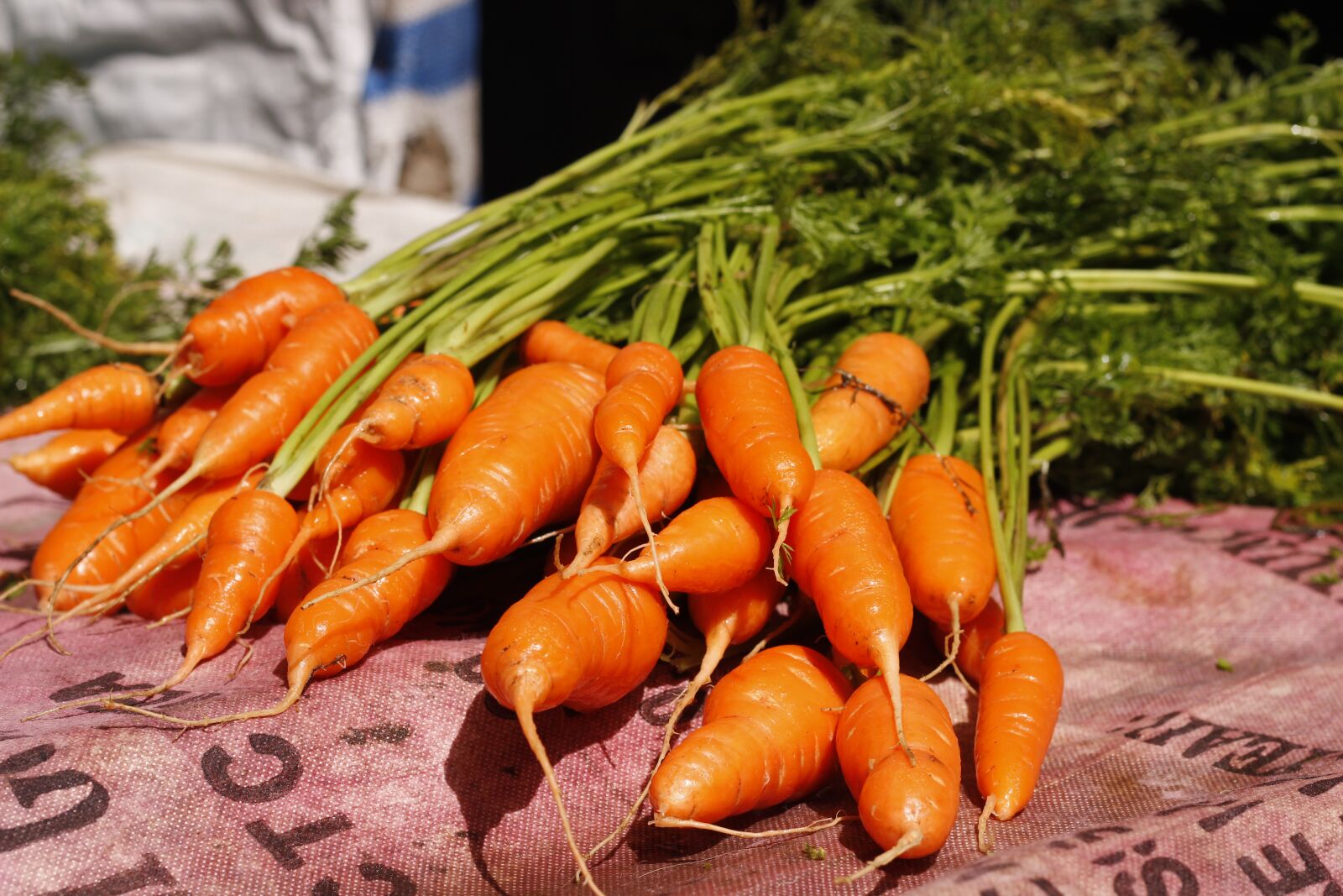 Canon EOS 600D (Rebel EOS T3i / EOS Kiss X5) + Canon EF 50mm F1.8 II sample photo. Vegetable, carrot, outdoor photography