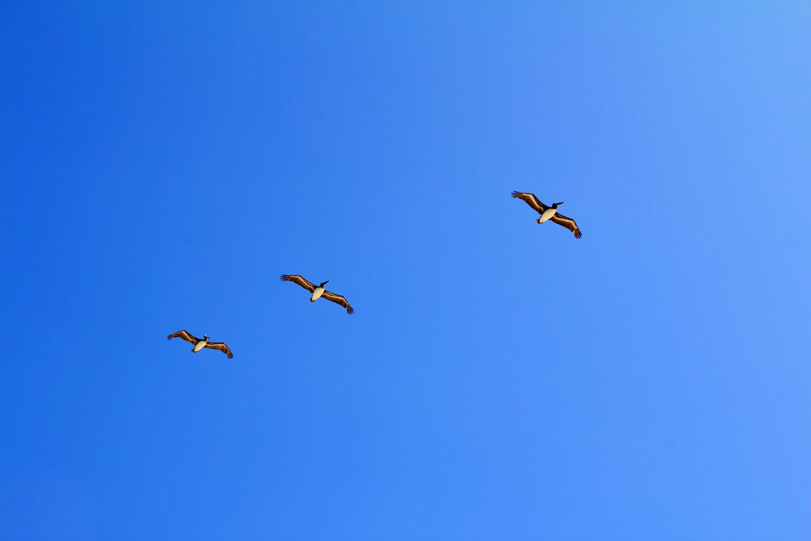 Canon EOS 600D (Rebel EOS T3i / EOS Kiss X5) sample photo. Chile, pelicans, bird photography