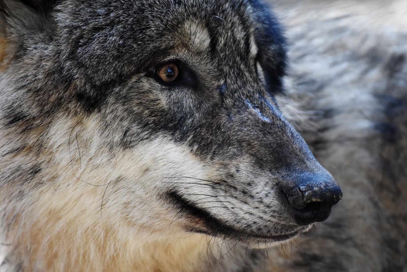 Nikon D7200 sample photo. Wolf, wild animal, predator photography