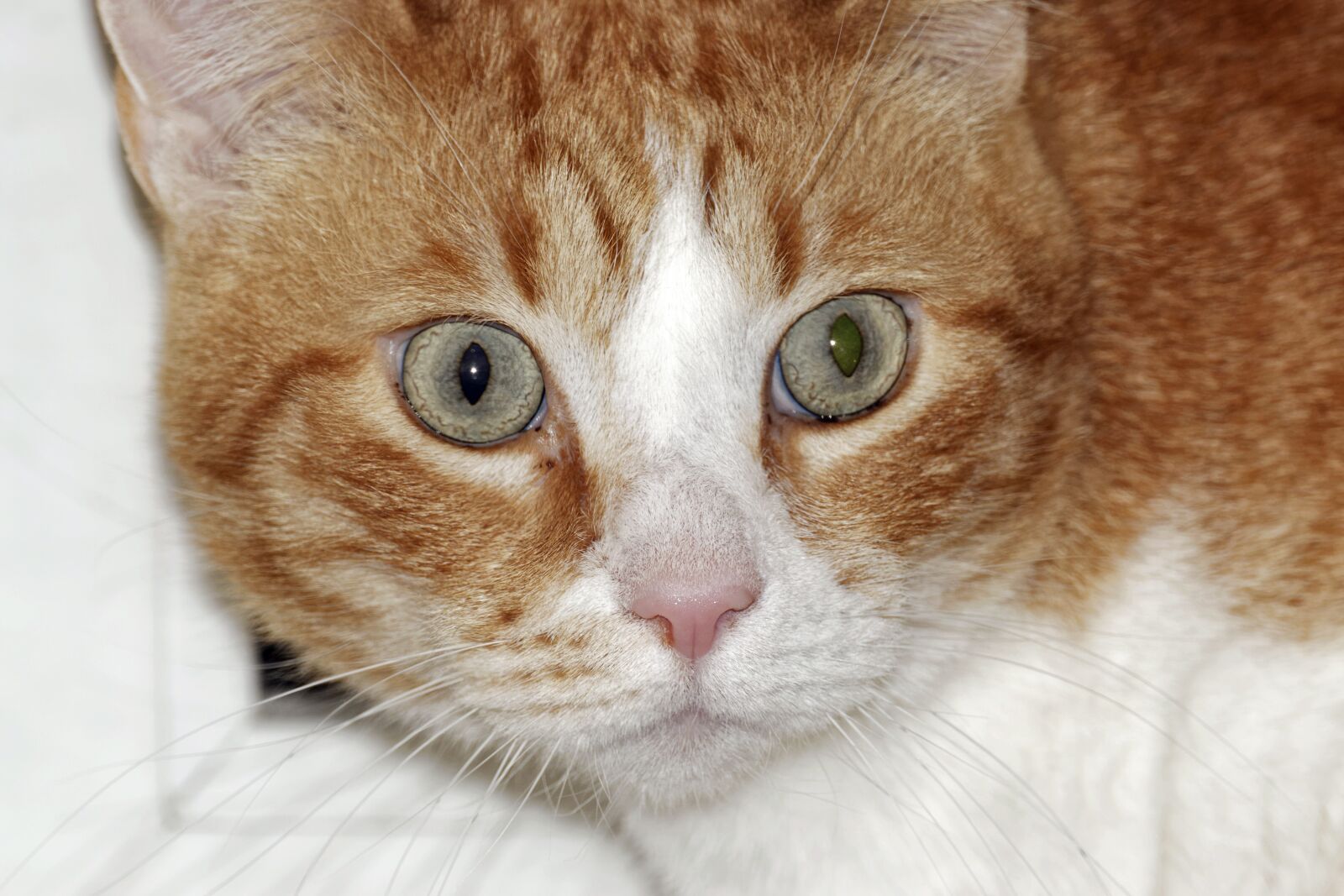 Nikon D5300 sample photo. In relation to, head photography