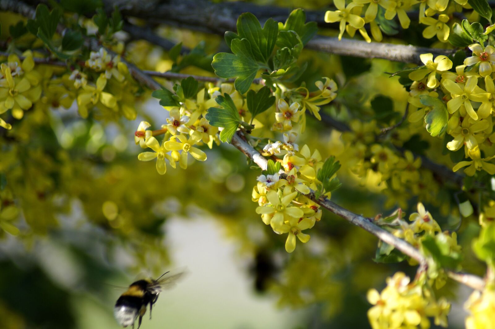 Sony SLT-A58 sample photo. Spring, branch, yellow photography