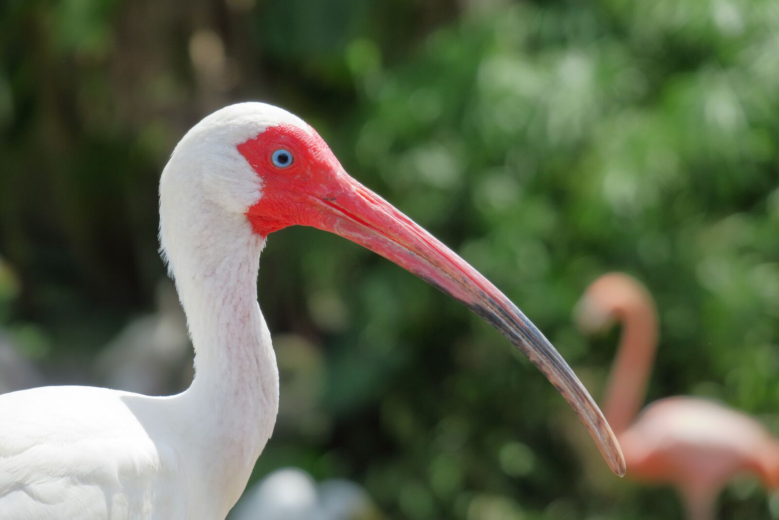 Canon PowerShot G3 X sample photo. White ibis, red beak photography