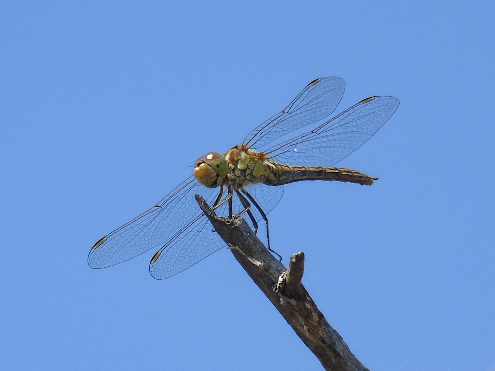 Sony Cyber-shot DSC-H400 sample photo. Animal, insect, dragonfly photography