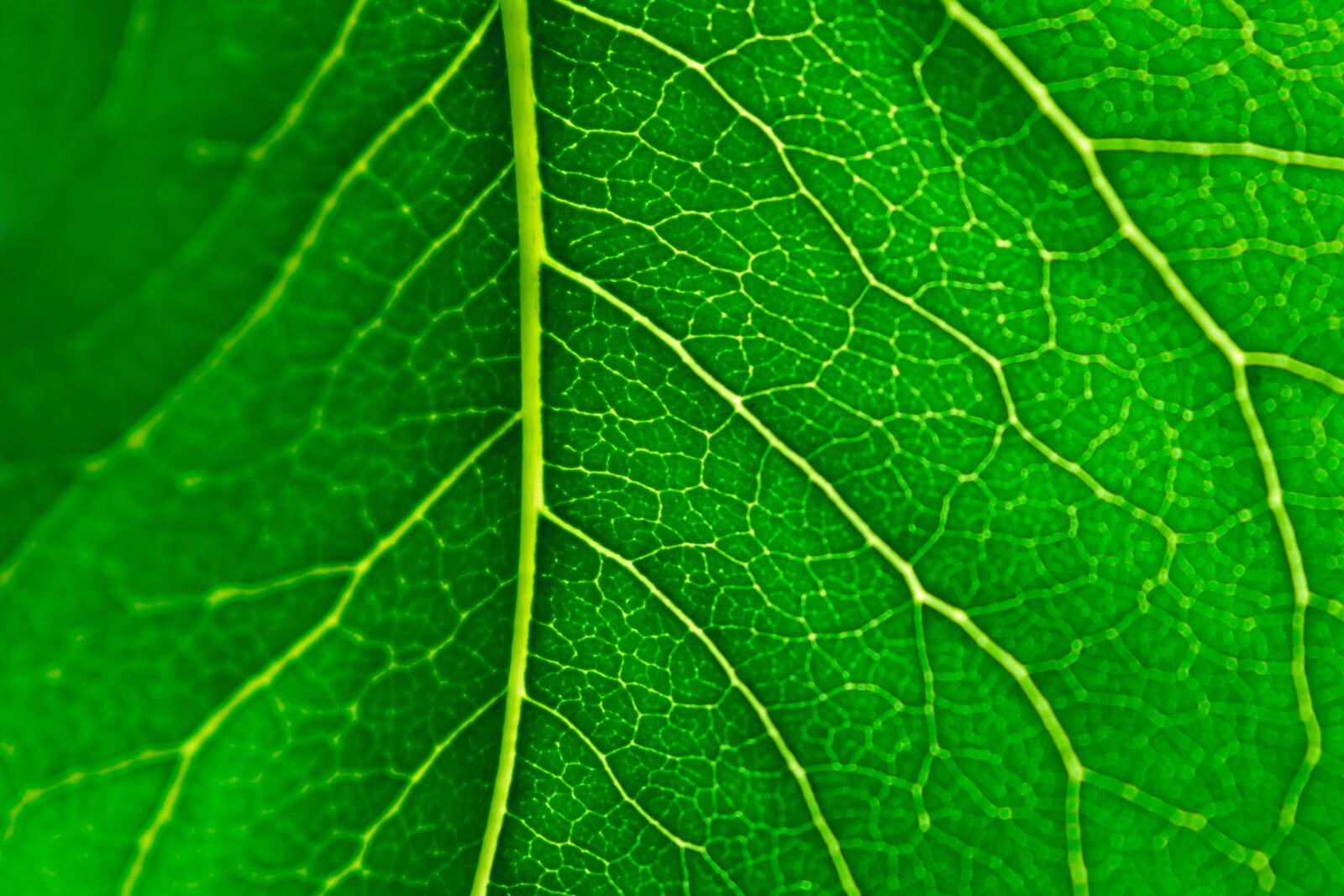 Nikon D5600 sample photo. Green, leaf, veins photography
