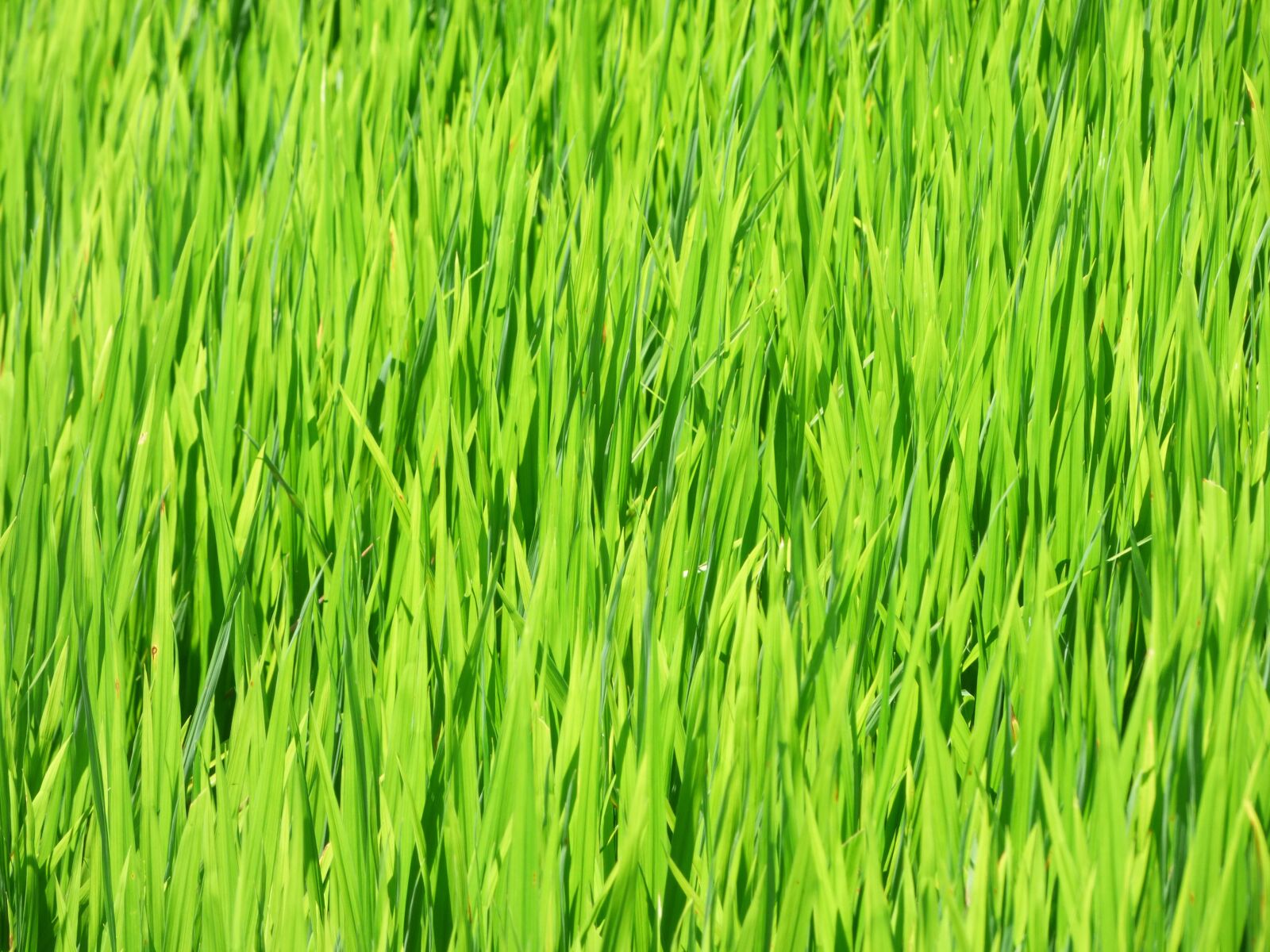 Panasonic Lumix DMC-FZ70 sample photo. Green, rice, paddy photography