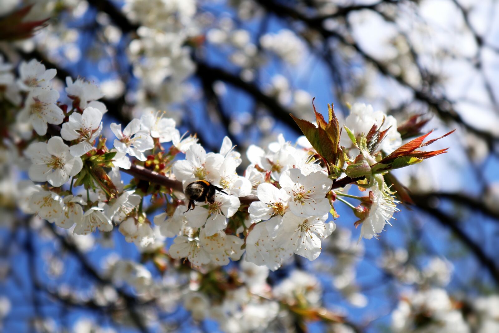 Canon EOS M100 sample photo. Hummel, apple tree flowers photography