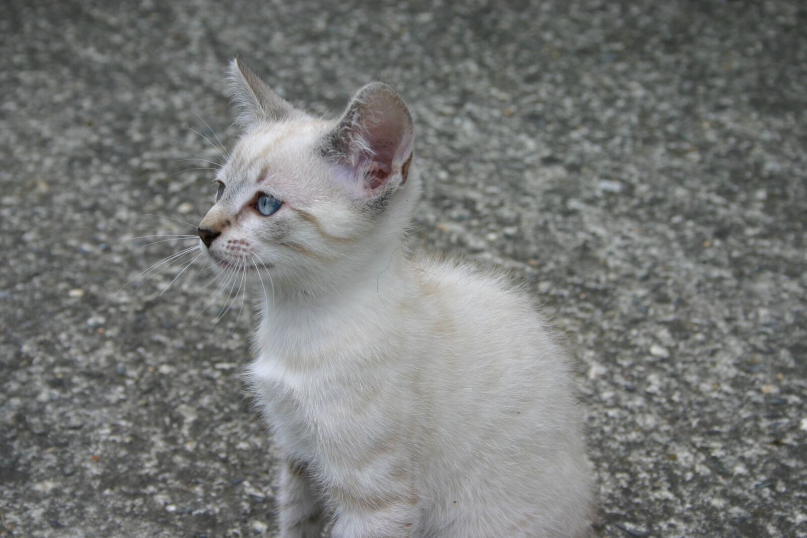 Canon EOS 300D (EOS Digital Rebel / EOS Kiss Digital) sample photo. Cat, white, cat photography