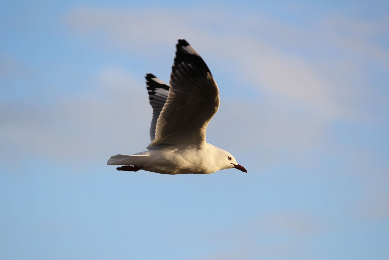 Canon EF-S 55-250mm F4-5.6 IS STM sample photo. Animal, bird, flying photography