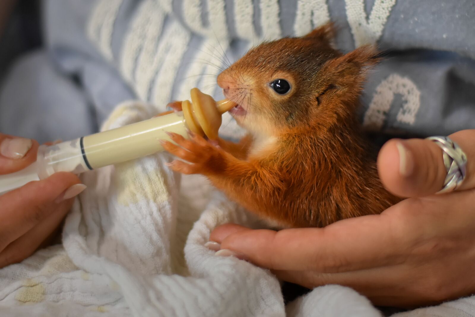 Nikon D7200 sample photo. Squirrel, young animal, foundling photography