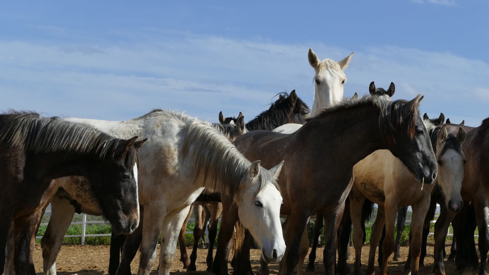 Panasonic Lumix DMC-FZ1000 sample photo. Horses, horse herd, young photography