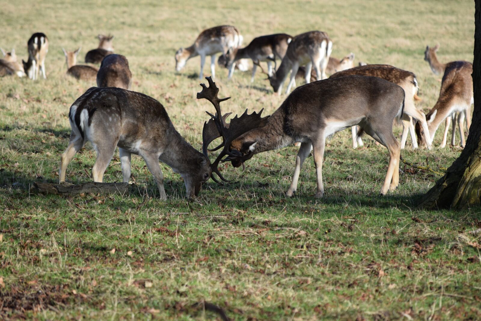 Nikon D5300 sample photo. Deer, fight, nature photography