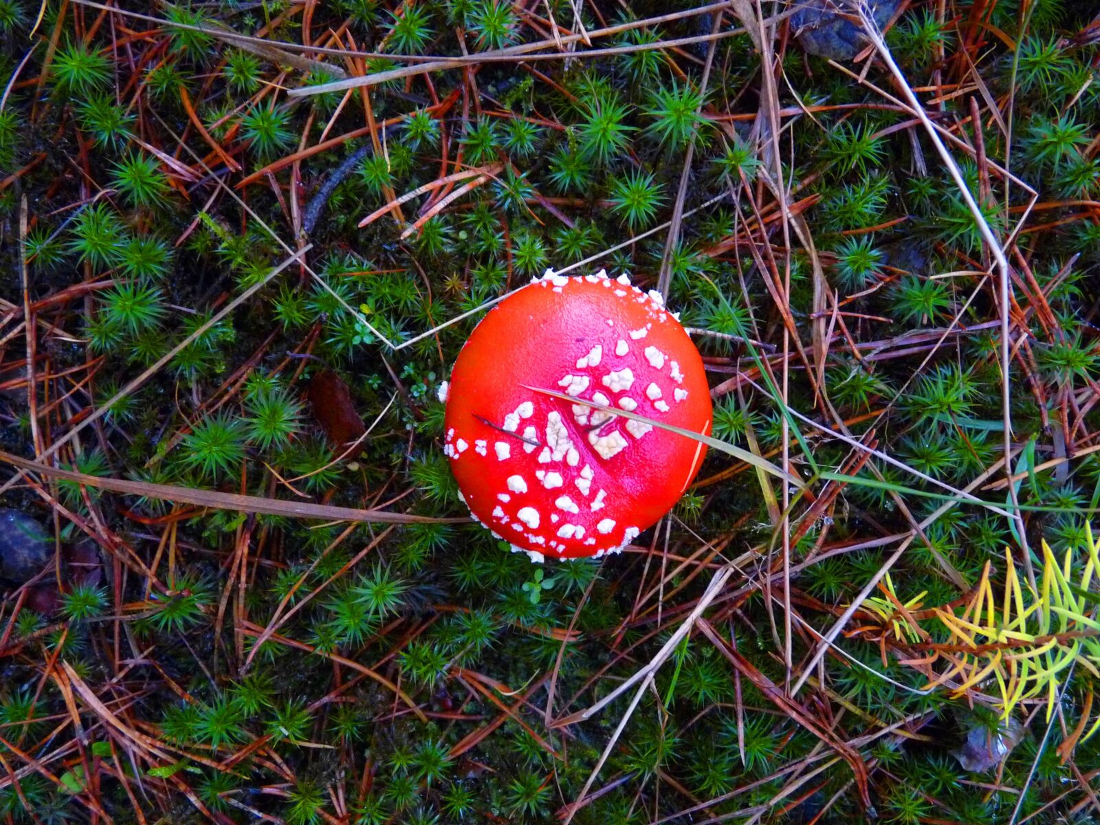 Panasonic Lumix DMC-FZ28 sample photo. Forest, nature, fly agaric photography