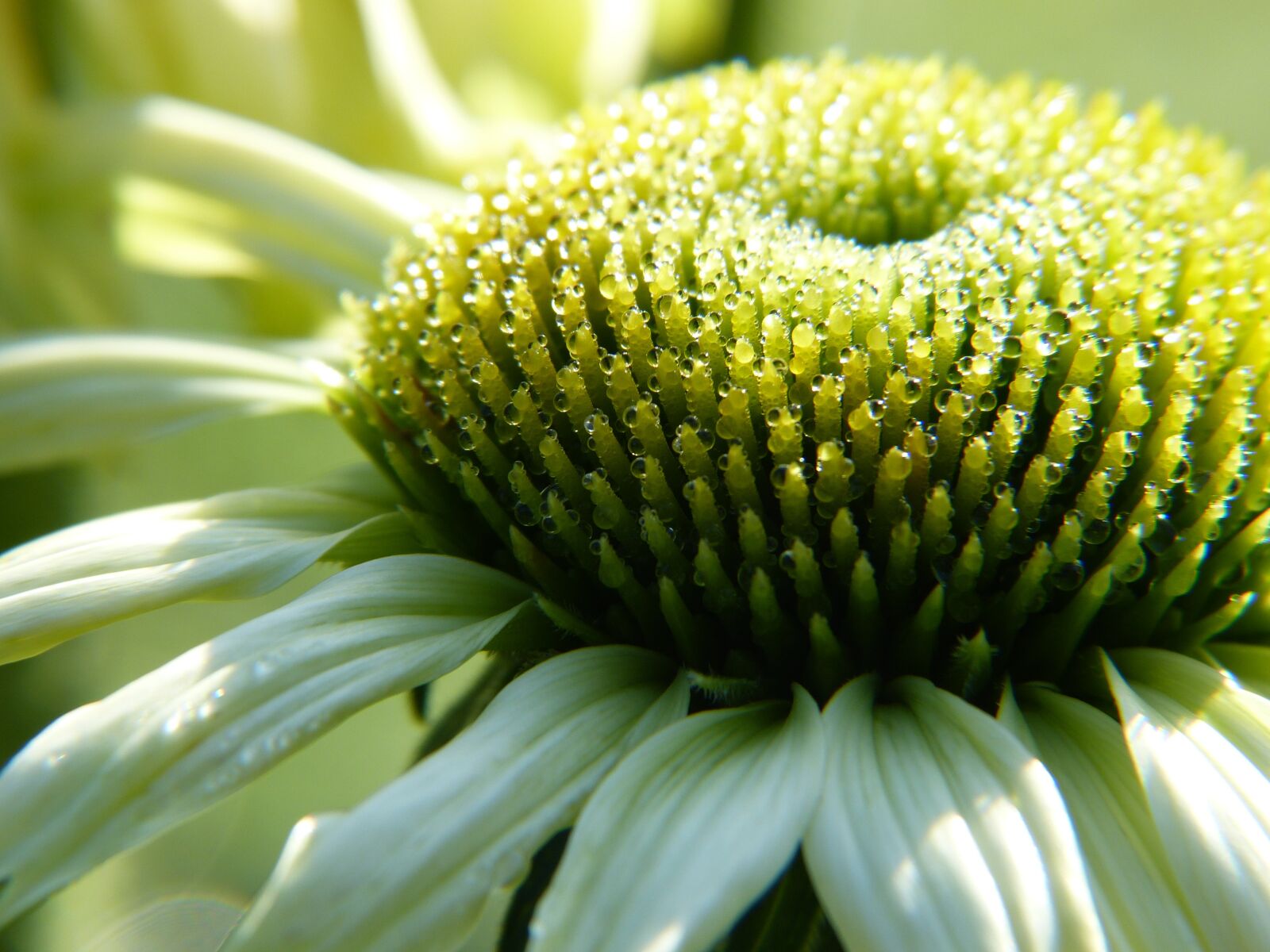 Panasonic Lumix DMC-FZ150 sample photo. Echinacea, coneflower, white photography