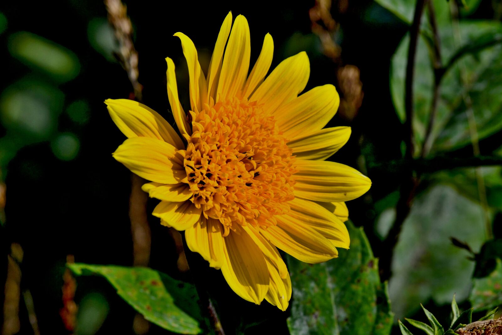 Nikon D3100 sample photo. Yellow, flower garden, nature photography
