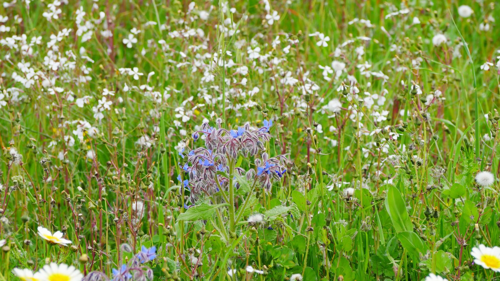 Panasonic Lumix DMC-GX85 (Lumix DMC-GX80 / Lumix DMC-GX7 Mark II) sample photo. Flowers, bees, meadow photography