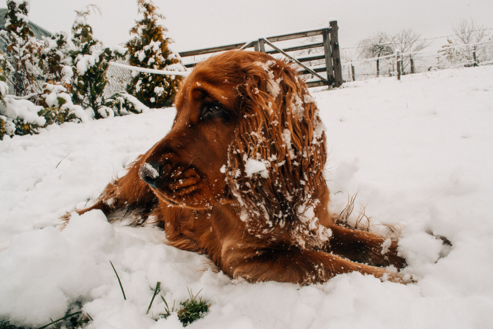 Nikon D3100 sample photo. Close, up, cold, dog photography