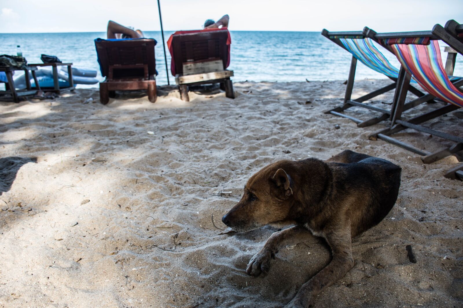 Nikon D7200 sample photo. Dog, sea, sky photography