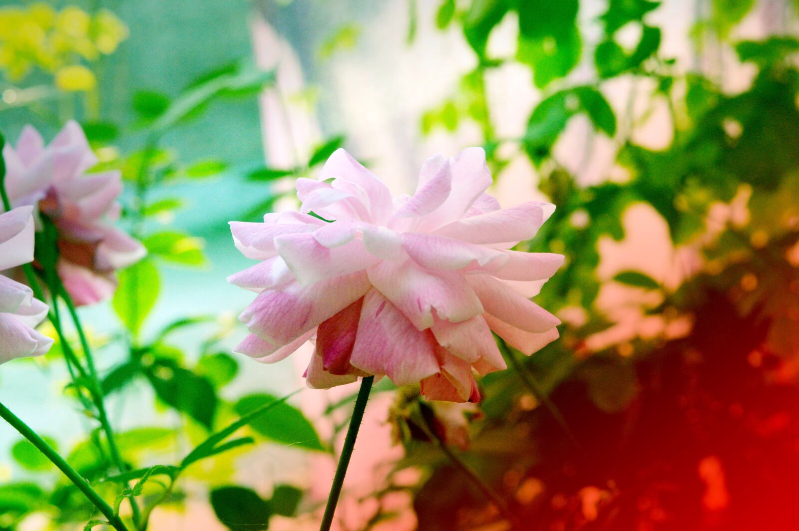 Nikon D3200 sample photo. Rose, tree, pink photography