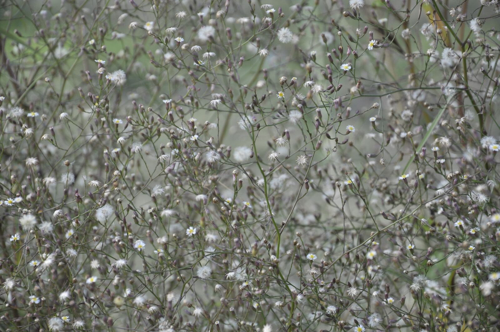 Nikon D90 sample photo. The scenery, plant, material photography