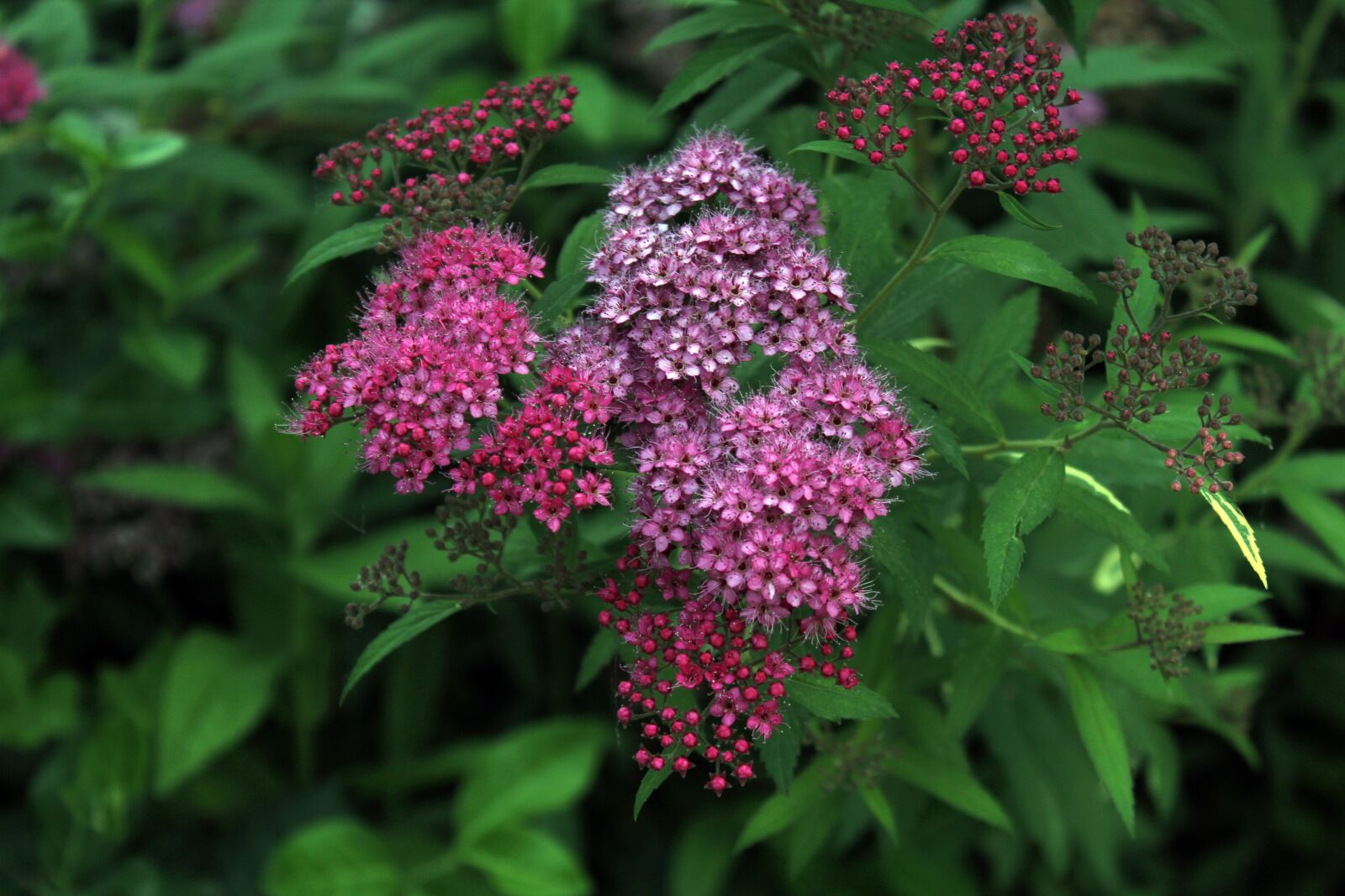 Canon EOS 600D (Rebel EOS T3i / EOS Kiss X5) sample photo. Flowers, see flowers, nature photography